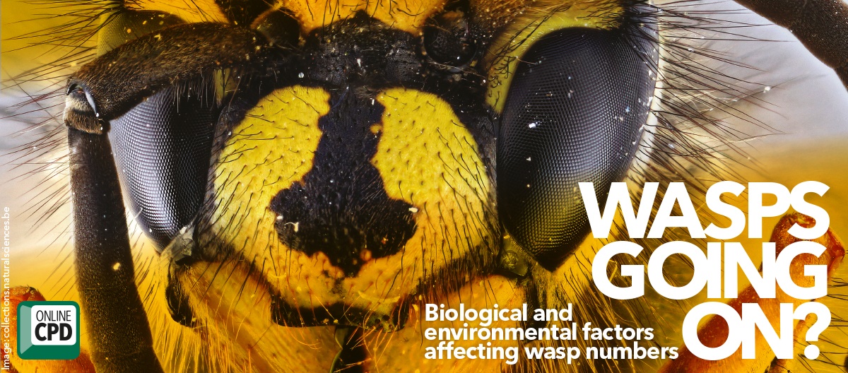 Biological environmental factors affecting wasp numbers Biological environmental factors affecting wasp numbers